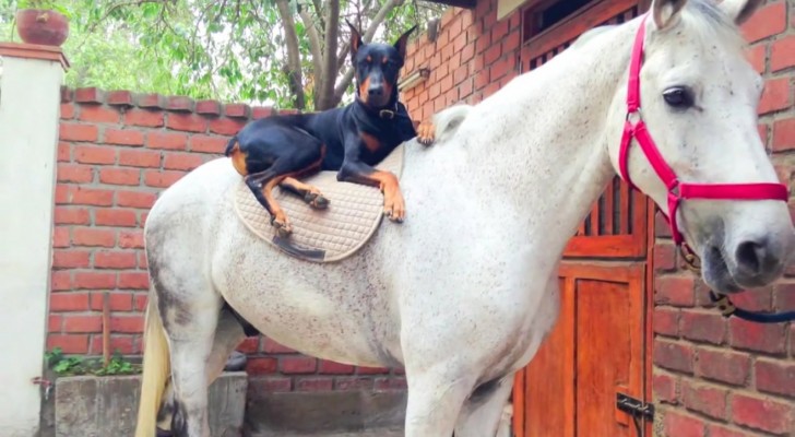 On l’appelle « le chien qui murmurait à l’oreille des chevaux » : avec cette vidéo vous comprendrez pourquoi!