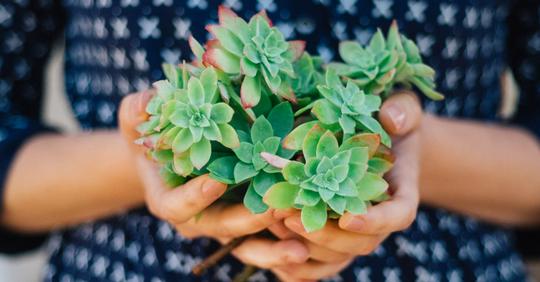 5 plantes d’intérieur increvables pour celles et ceux qui n’ont pas la main verte