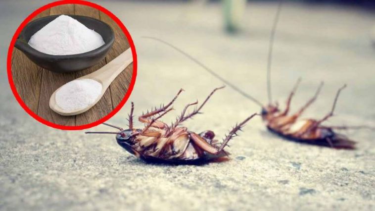 Découvrez comment le bicarbonate de soude vous débarrasse-t-il des insectes dans la maison