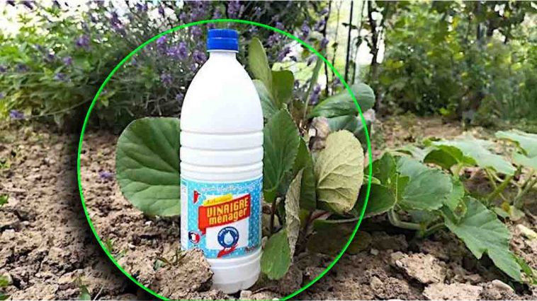 Le Vinaigre : Votre Allié Incontournable pour une Vie Saine et un Jardin Épanoui