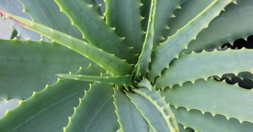 Comment entretenir l’ Aloe vera et récolter son gel ?