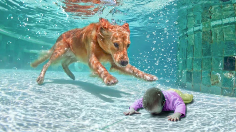 9 Humains qui ont été sauvés par des animaux (vidéo)