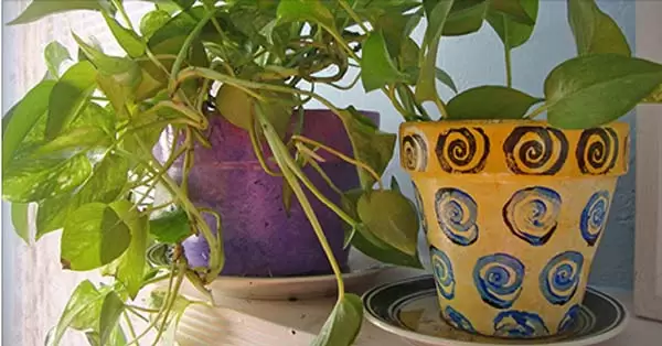 Ne Gardez Jamais Ces 5 Plantes Chez Vous !