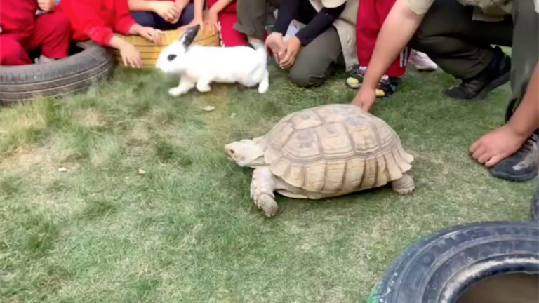 Une version chinoise réaliste de l’histoire « Le Lièvre et la Tortue »
