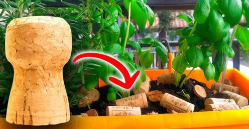 Pourquoi faut-il mettre les bouchons de liège dans le pot des plantes ?