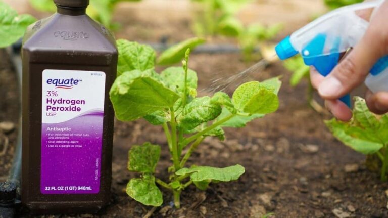 4 utilisations géniales de l’eau oxygénée au jardin