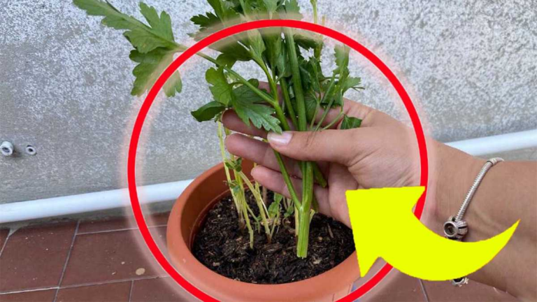 Faites Pousser le Persil à partir d’un Brin et en 6 Pas