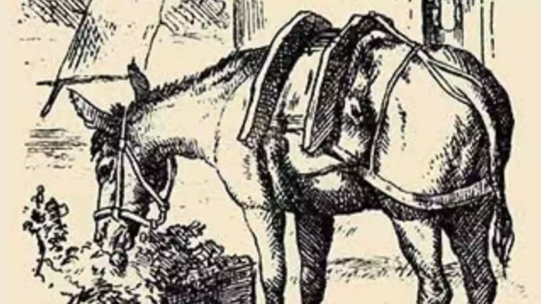 Il n’y a pas qu’un cheval sur cette image : Seuls les gros QI trouvent le visage du cavalier caché en 15 secondes !