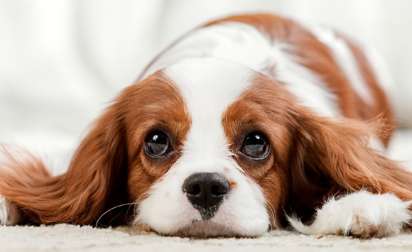 « Votre chien entend tout », y compris vos larmes avant qu’elles ne tombent