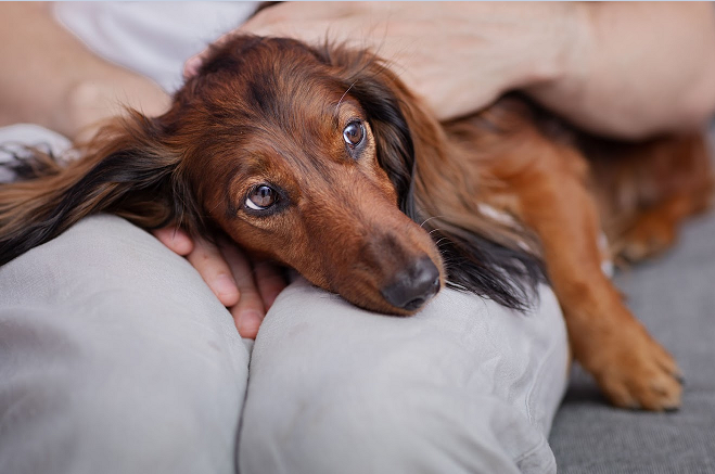 Quand un chien tremble, ça veut dire quoi ?
