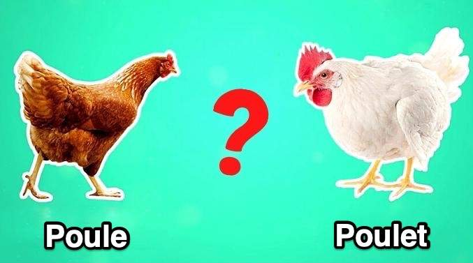 Quelle est la différence entre une poule et un poulet ?