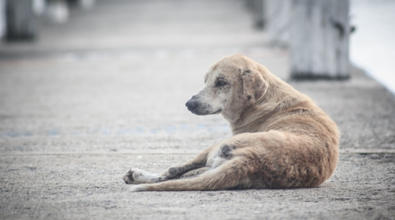 Que faire si vous trouvez un animal abandonné ?