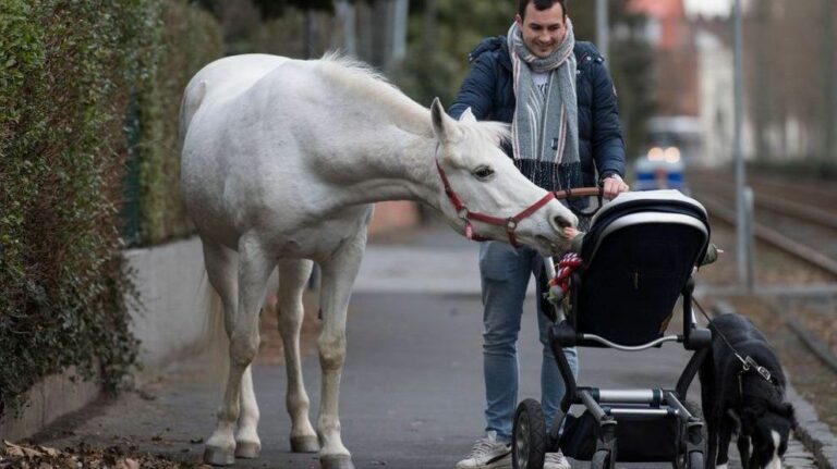 Jenny, la jument qui trotte librement dans les rues de Francfort