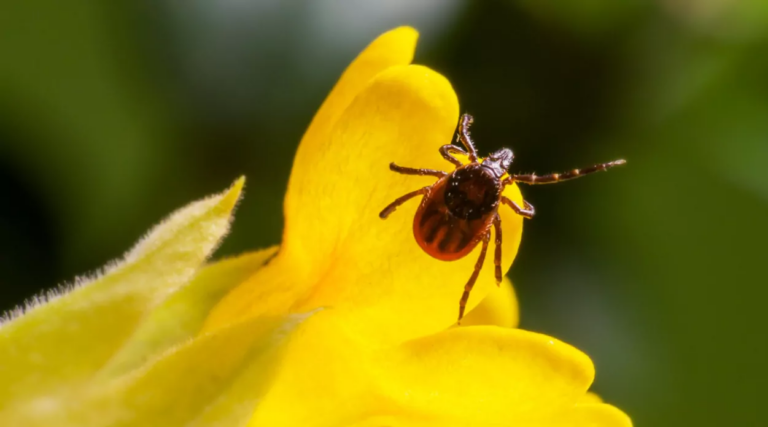 Pour éloigner les tiques de votre jardin, voici 6 plantes sur lesquelles vous pouvez compter
