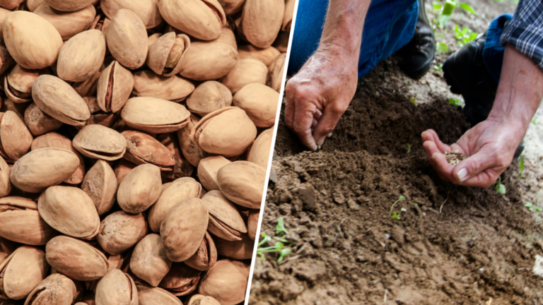 Que faire des coques de pistache ? Des astuces utiles pour votre jardin