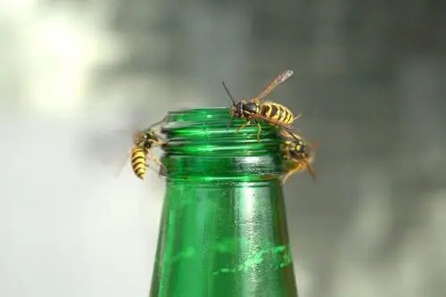 L’Astuce Naturelle et Étonnante Pour Éloigner les Guêpes de Votre Table