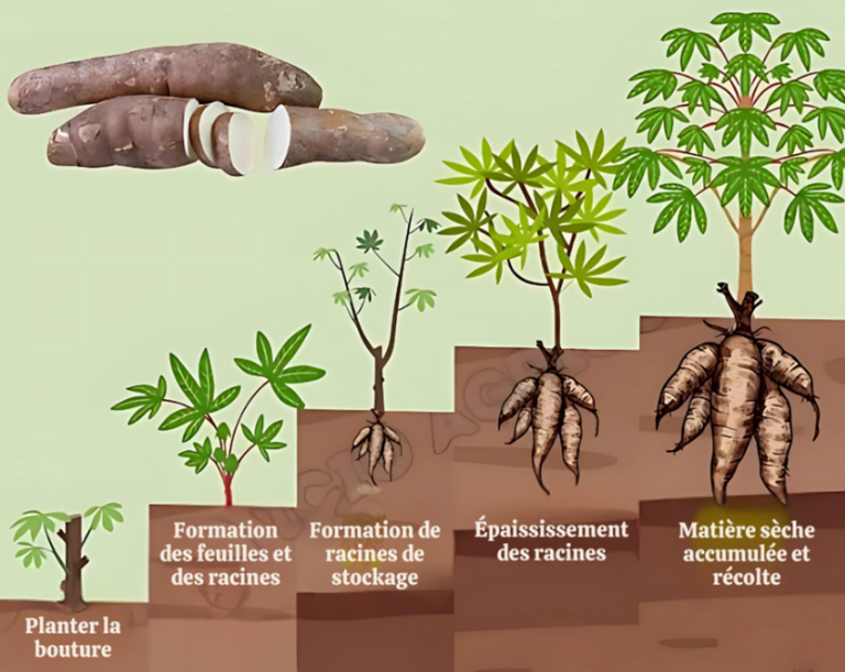 Combien de temps faut-il pour cultiver le manioc ?