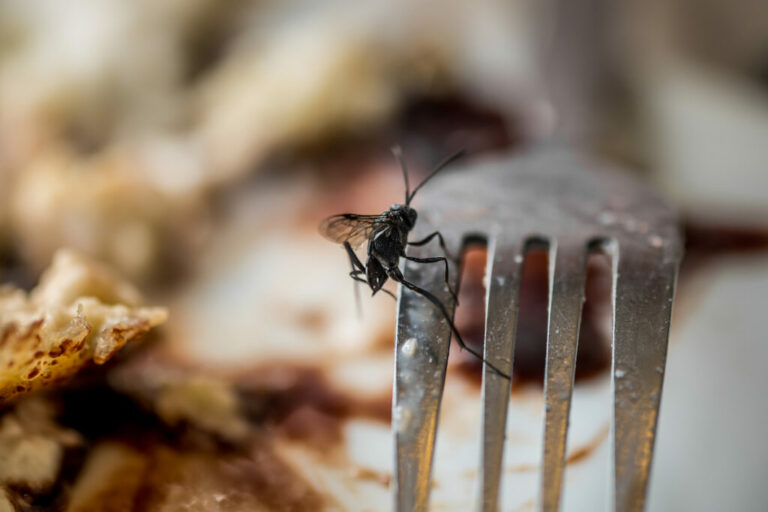 6 astuces simples et naturelles pour éloigner les mouches de votre table