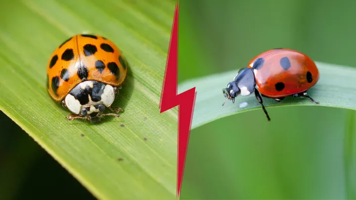 Comment reconnaître et protéger nos coccinelles ?