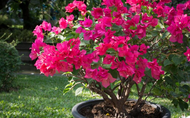 Comment faire pousser et fleurir un bougainvillier en pot ?