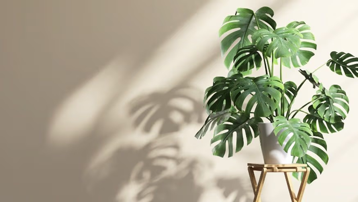 Une astuce simple pour trouver l’emplacement idéal pour vos plantes d’intérieur