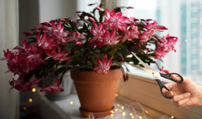 Comment Tailler Votre Cactus de Noël pour une Floraison Éclatante