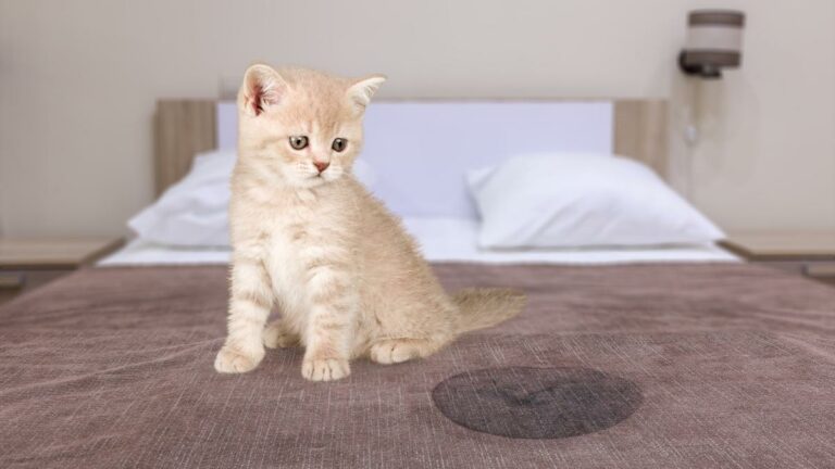 ? Adieu aux urines de chiens et chats avec ce remède maison ?