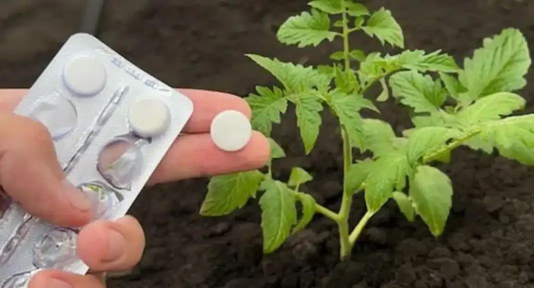 Pourquoi il est conseillé d’utiliser de l’aspirine pour les plantes