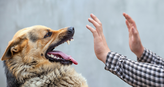 Comment ARRÊTER une attaque de chien ?