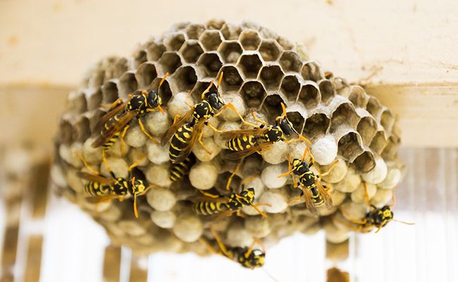 Comment détruire un nid de guêpes ?