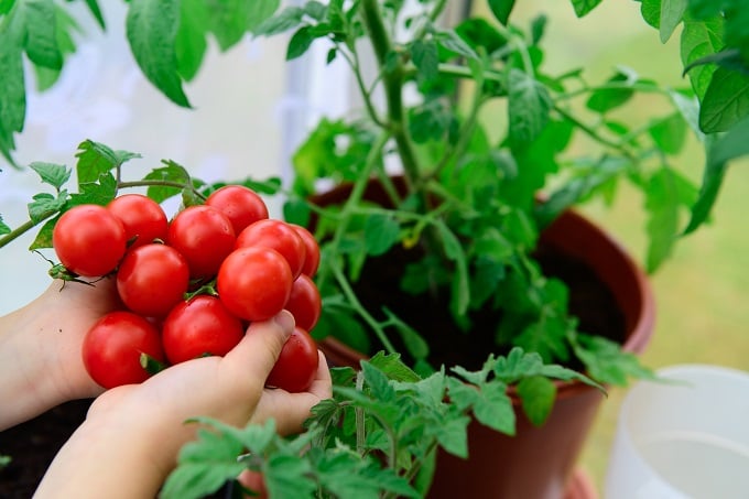Les meilleures plantes compagnes pour les tomates