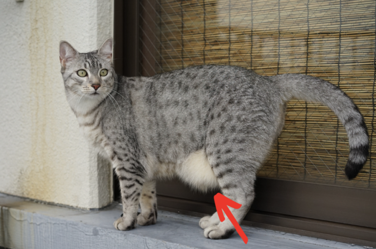 ? Si votre chat a la peau du ventre qui pend, voici ce que cela signifie !