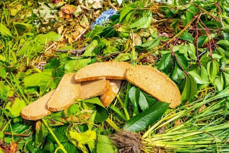 Pourquoi les anciens enterraient-ils du pain sec avant l’hiver ?