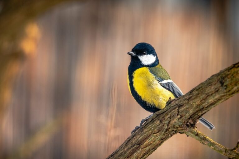 Que signifie vraiment la visite d’une mésange dans votre jardin ?