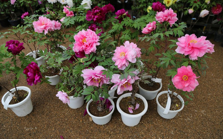 Cultiver des pivoines : 7 conseils essentiels pour obtenir de belles floraisons