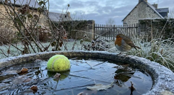 Cette simple balle de tennis peut sauver des oiseaux en hiver (peu de gens le savent)
