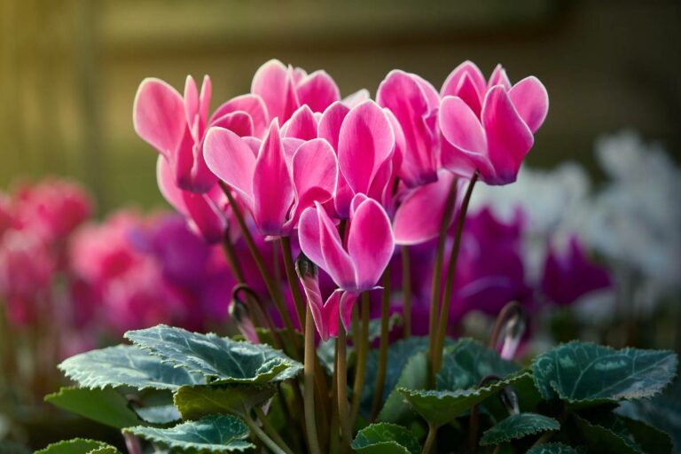 ? Cyclamen en hiver : l’erreur à éviter dans la maison et l’endroit idéal pour le garder en bonne santé