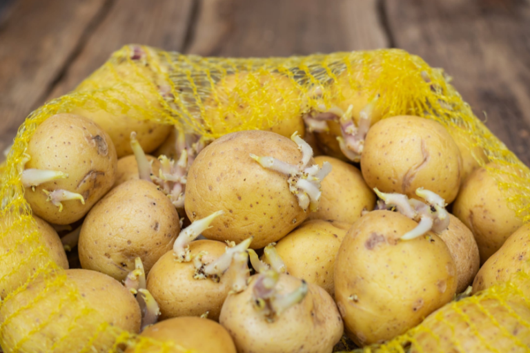 Comment éviter que les pommes de terre germent à la maison