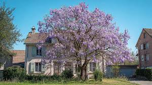 Cet arbre pousse presque aussi vite que le bambou… mais sa floraison le rend unique
