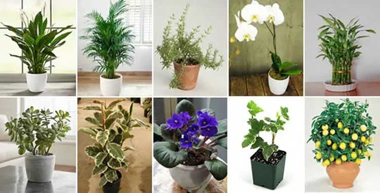 11 plantes qui attirent le bonheur, l’énergie positive et la prospérité dans la maison