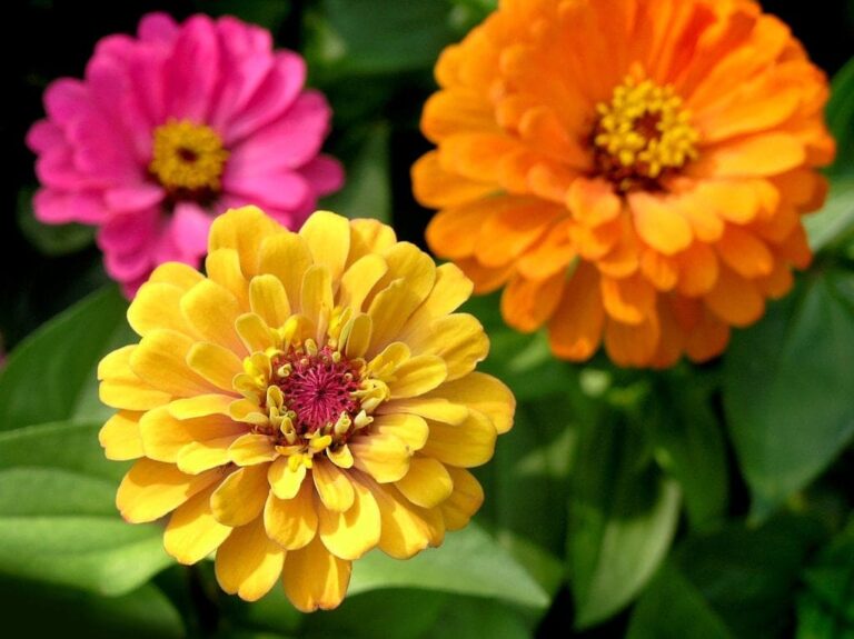 Le secret pour avoir des zinnias magnifiques tout l’été dans votre jardin