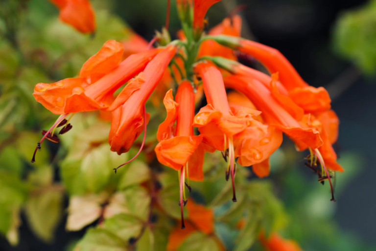 L’arbuste compact aux fleurs orange idéal pour les petits jardins