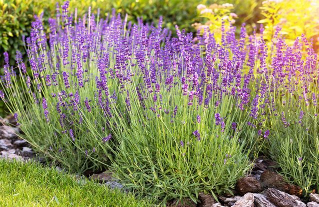 4 plantes résistantes à la sécheresse pour un jardin coloré sans arrosage