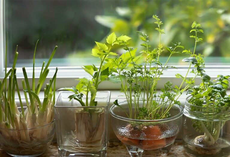 ? 10 légumes à faire pousser à partir de restes (facile et économique)
