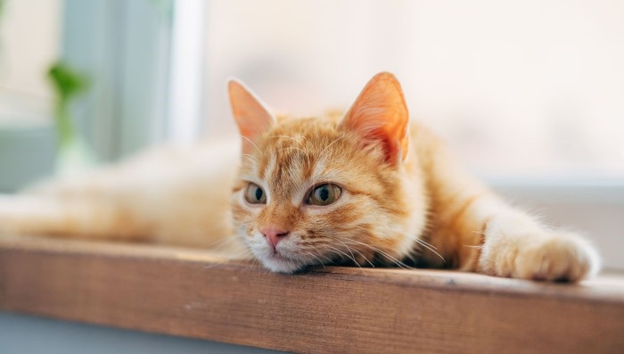 Un chat qui ne sort jamais est-il vraiment plus malheureux ?
