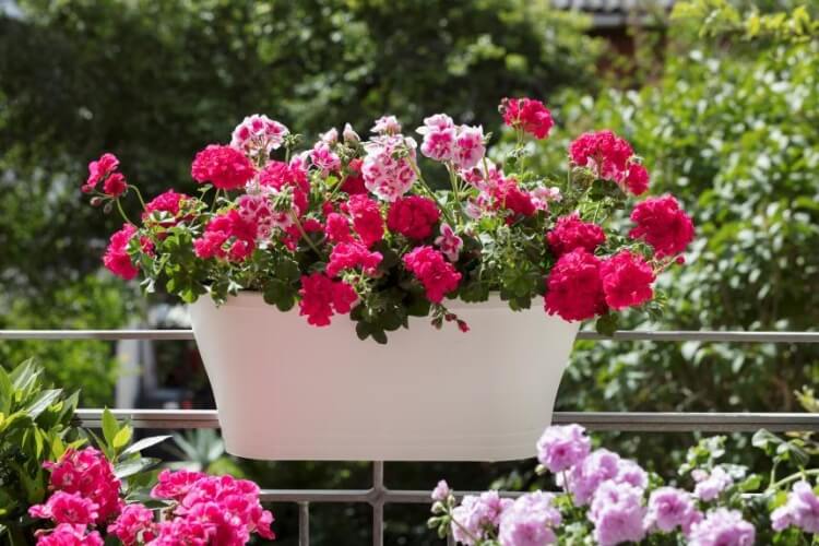 Comment favoriser la floraison des géraniums simplement