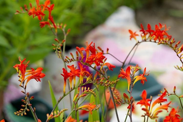 Crocosmia ‘Lucifer’ : les bases pour réussir sa culture
