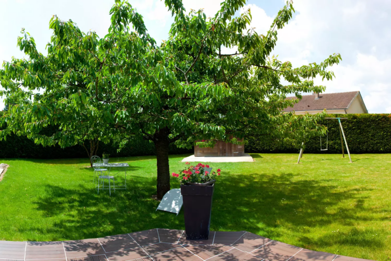 Les arbres qui poussent vite et offrent rapidement de l’ombre