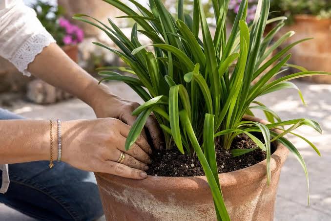 Pourquoi les agapanthes refusent de fleurir ?
