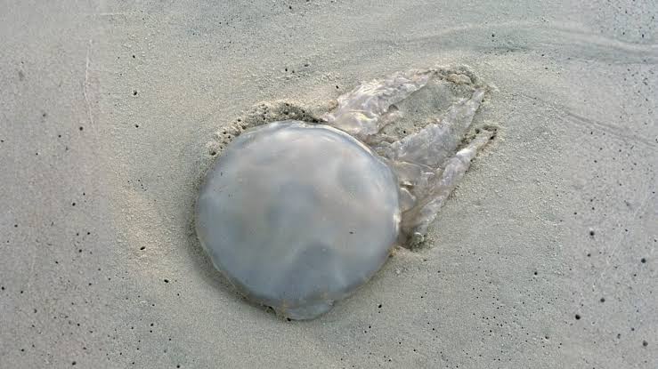 Méduse sur la plage : peut-on la toucher si elle est morte ?